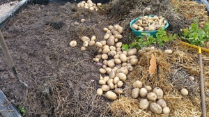 Digging out the potatoes.